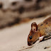 Fascinating Facts About Mice From Mice Exterminator In Toronto
