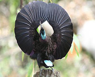 Riflebird Paradise (Ptiloris Paradiseus)