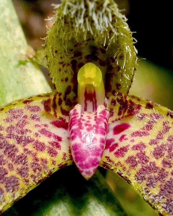 Bulbophyllum hians