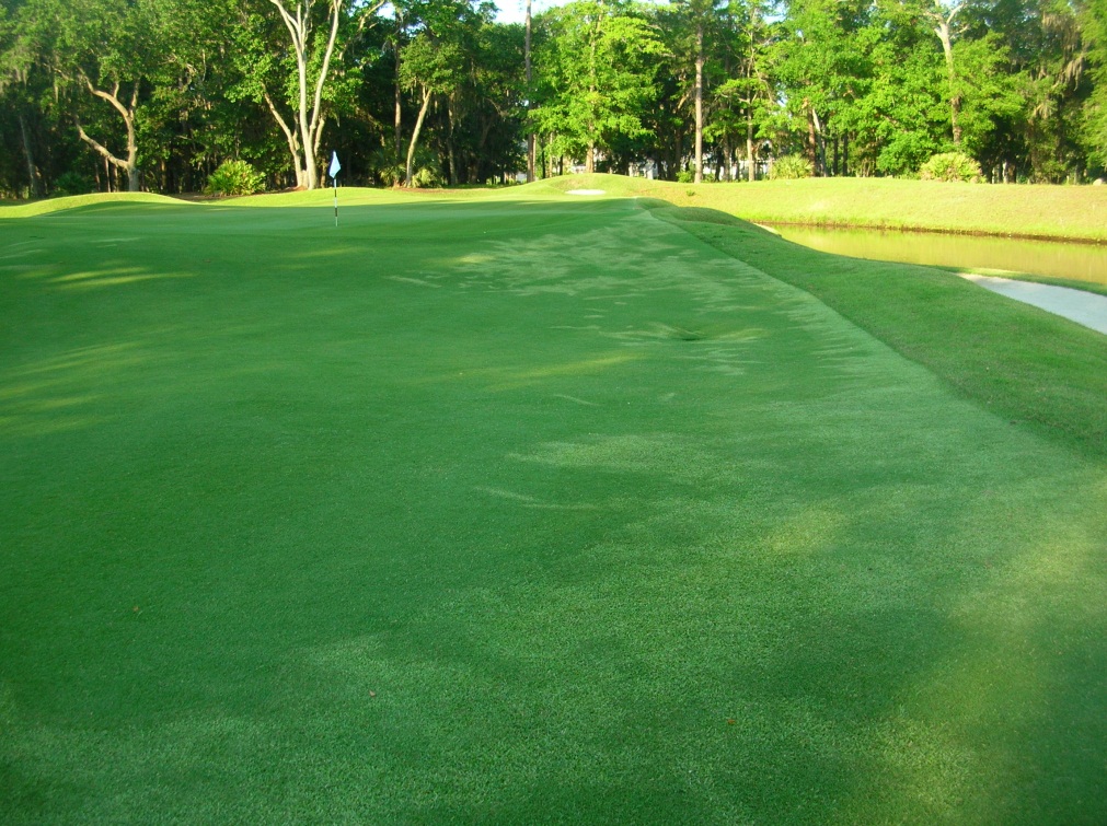 Colleton River Club Golf & Agronomy Removing the Zoysia Grass in the