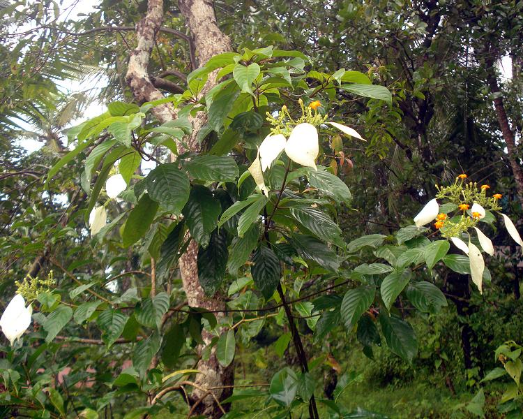 മിനി ചിത്രശാല 'photos': വെള്ളില,,, Mussaenda