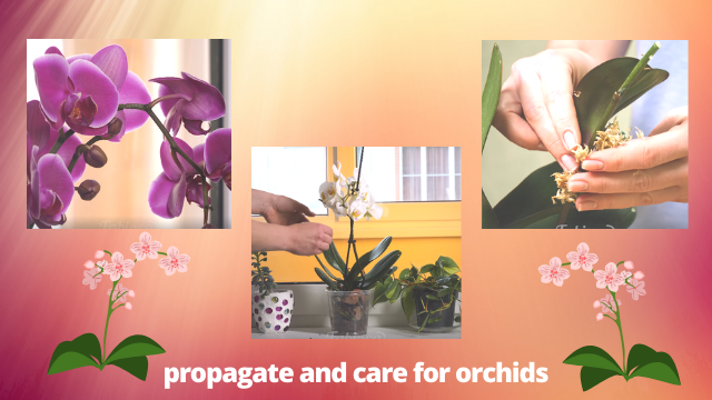 Proper ways to propagate and care for orchids at home