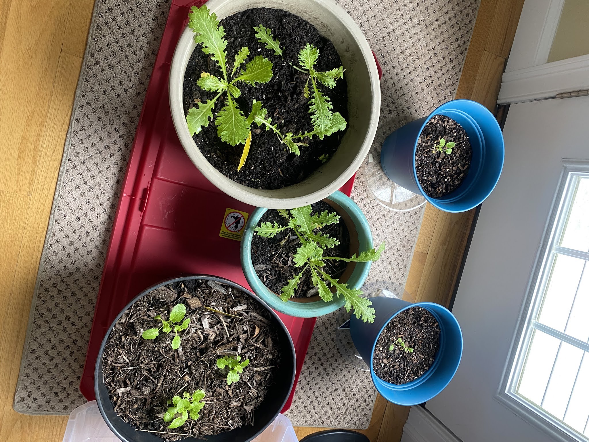 Broccoli Rabe/ Mustard Greens
