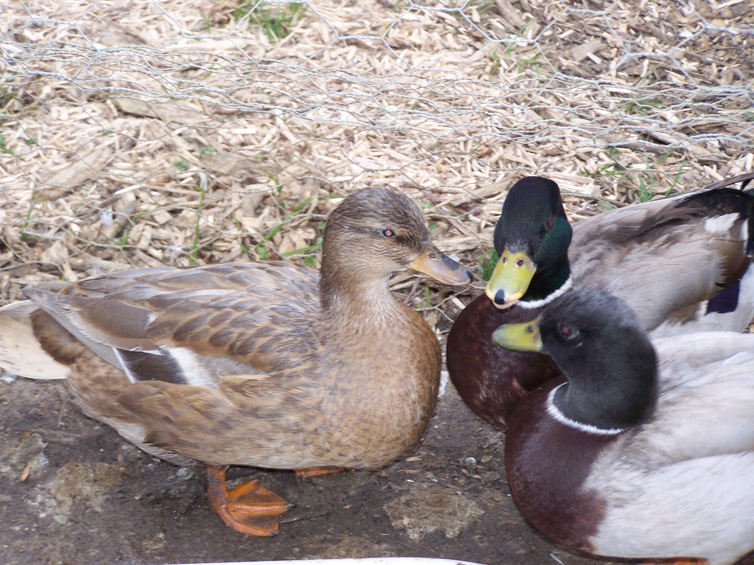 Diary of a poultry breeder: Wooooo Call Duck eggs are fertile :) and