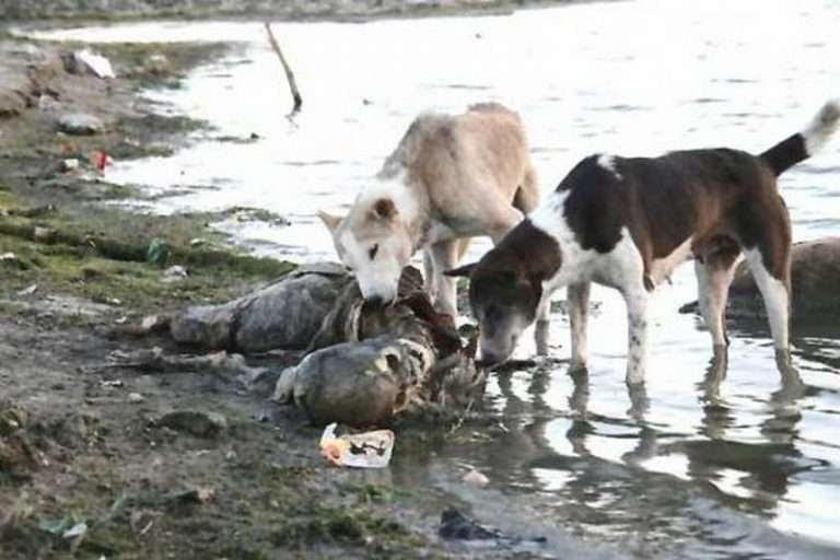 Corpses float on the surface of the Indian Ganges River in India due to