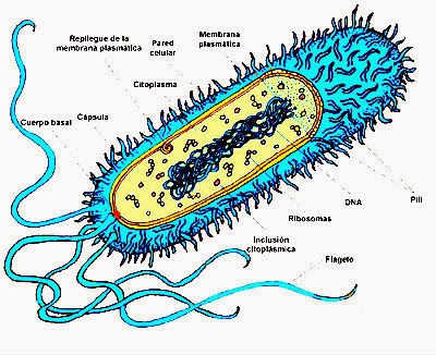 bacterias metanogenicas