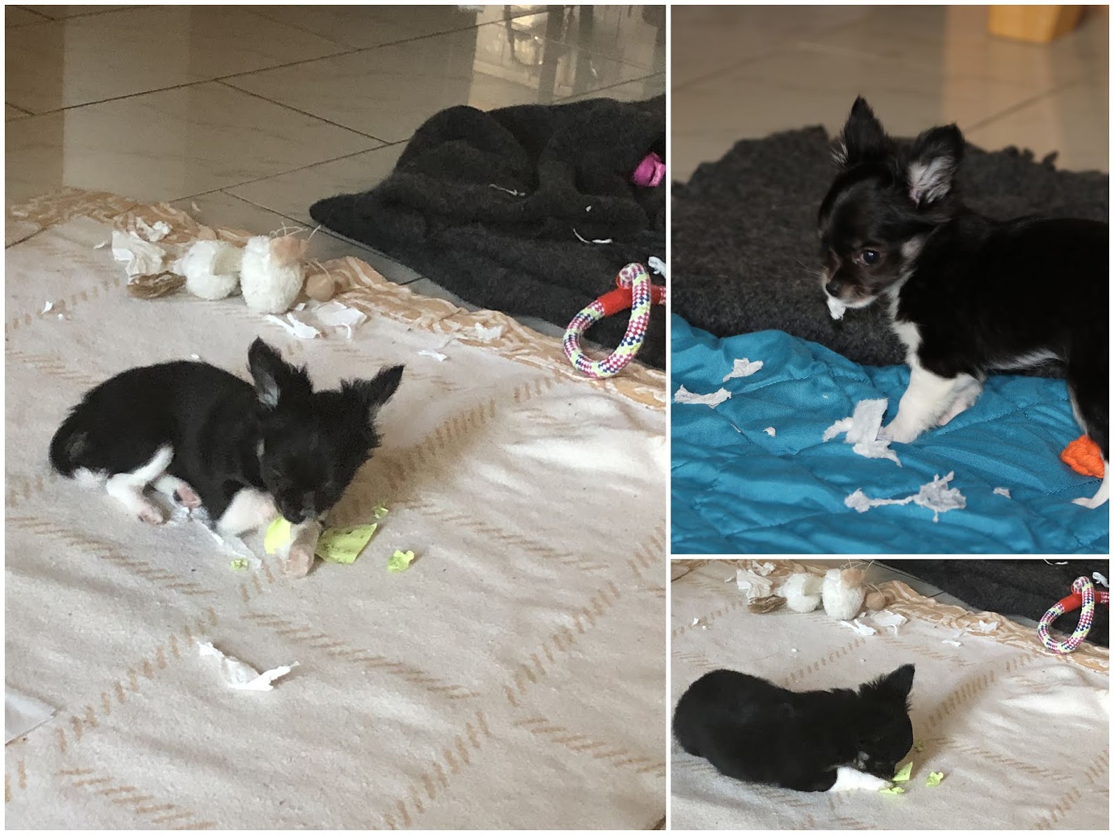 Laila Der Hund hat meine Hausaufgaben gefressen Tinaspinkfriday