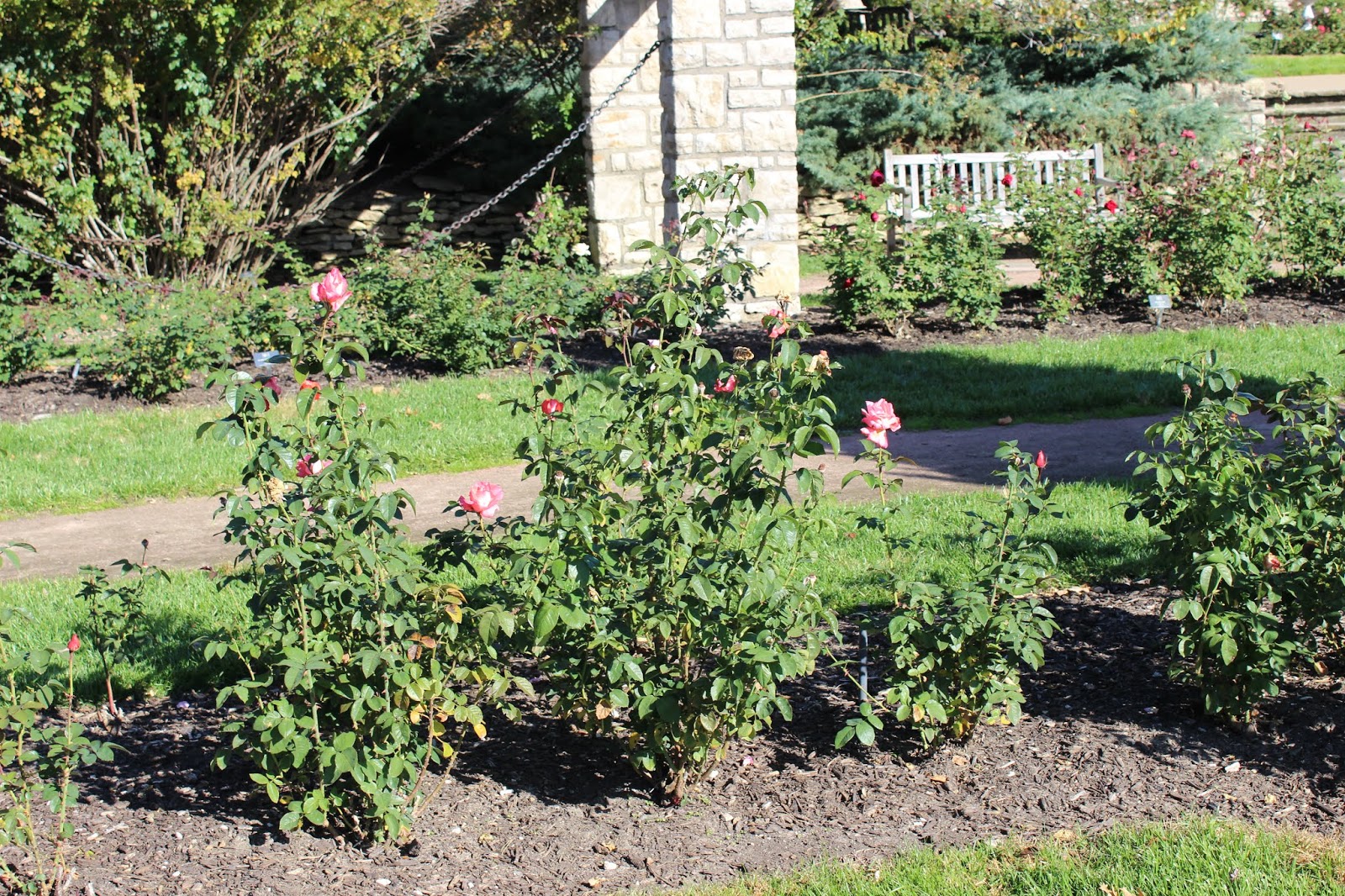 JBKOverflow Roses in Bloom at Loose Park, Kansas City, Missouri