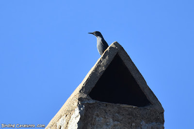 Merla blava (Monticola solitarius)