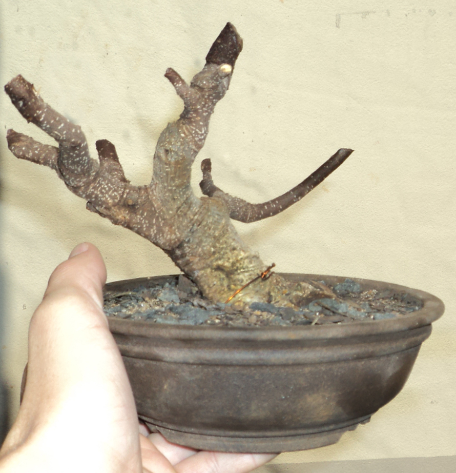 BONSAI MG . Bonsai Minas Gerais FICUS "BOIADEIRO"
