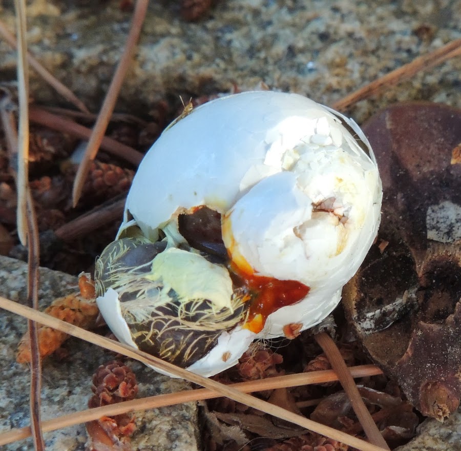 STREPTOPELIA DECAOCTO