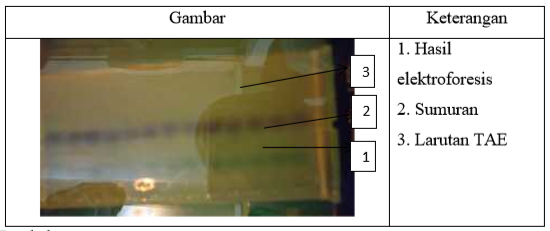 Laporan Praktikum Bioteknologi Molekuler Super Mipa