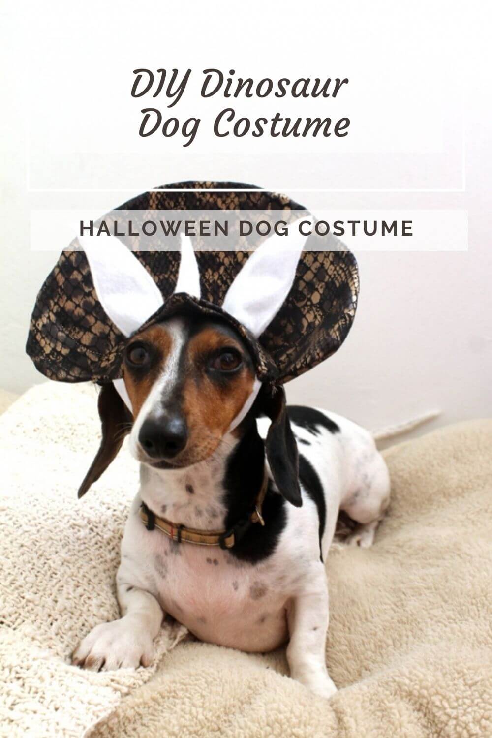 10 DIY Cute Halloween Dog Costumes