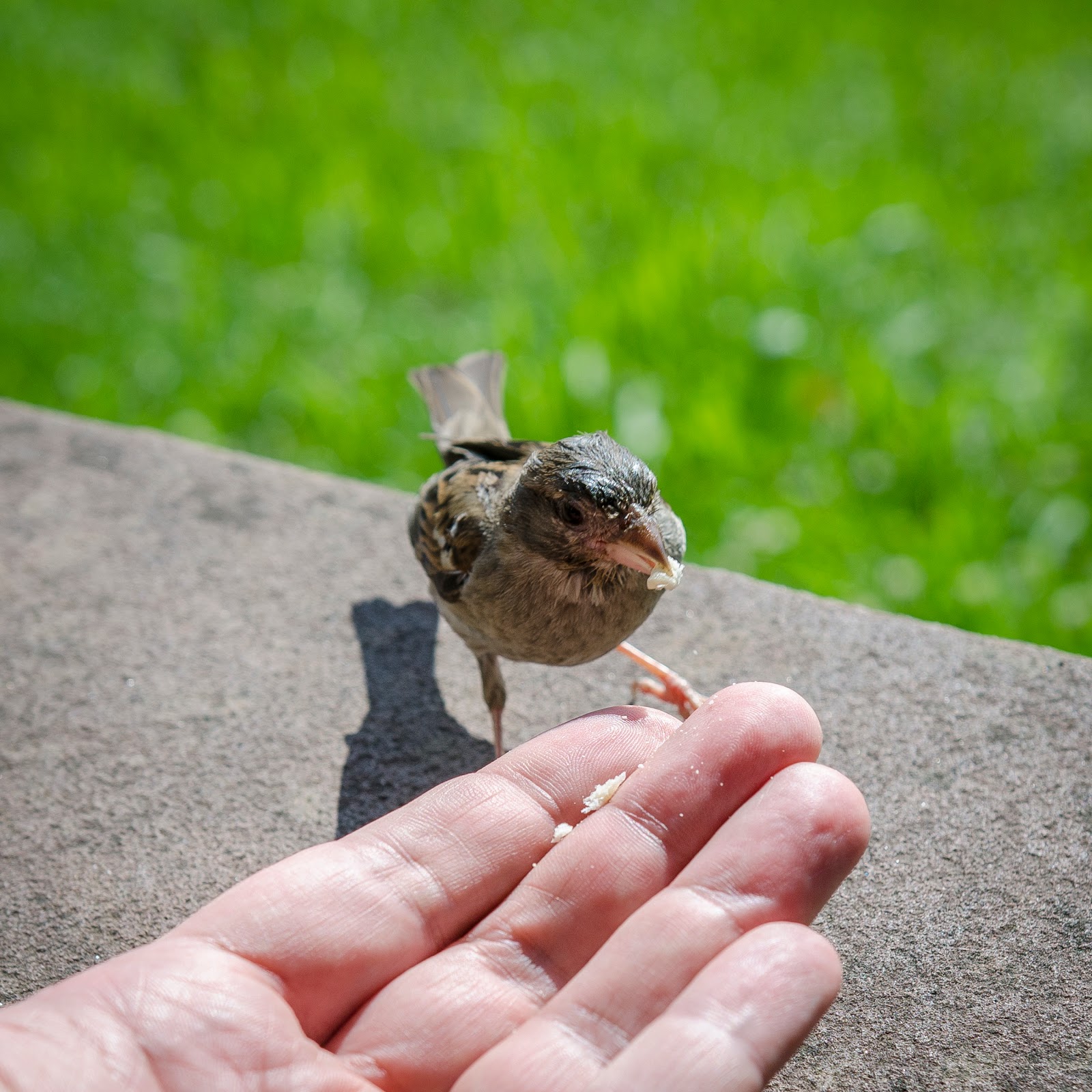 TageBilder Lieber den Spatz in der Hand... TageBilder Lieber den Spatz in der Hand...