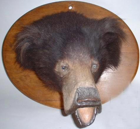 Упоротый медведь картинки