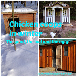 winter coops chicken bad ugly coop farm chickens cold weather murano ventilation plans they muranochickenfarm building actually largest these houses