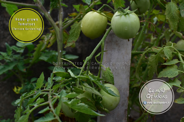 Home-grown Tomatoes (Terrace Gardening)