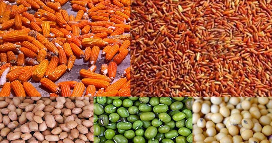 JENIS MAKANAN BURUNG BERDASARKAN PARUHNYA UPDATE 2019 - Pensil Aisyah