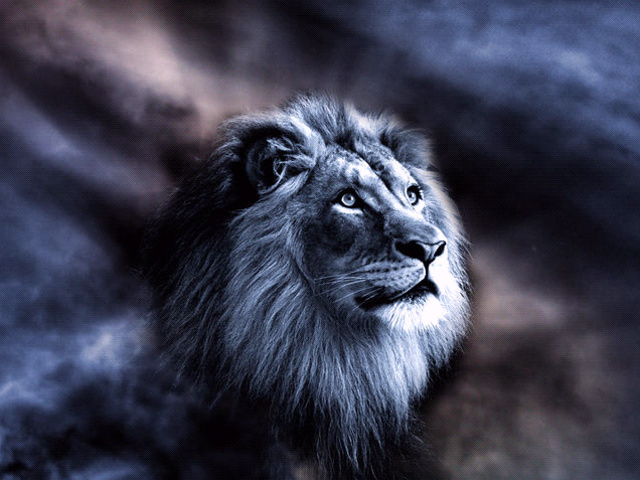 Lihat Gambar Sketsa Singa Keren - Vina Gambar