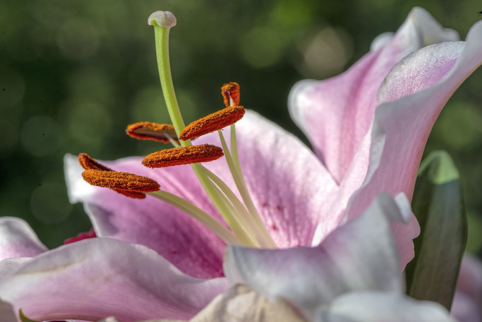 Regulation Of Xylem Fiber Differentiation By Gibberellins Through