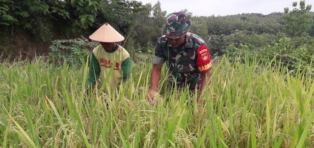 Begini Cara Babinsa Kaloran Lakukan Upsus Ketahanan Pangan Begini Cara Babinsa Kaloran Lakukan Upsus Ketahanan Pangan