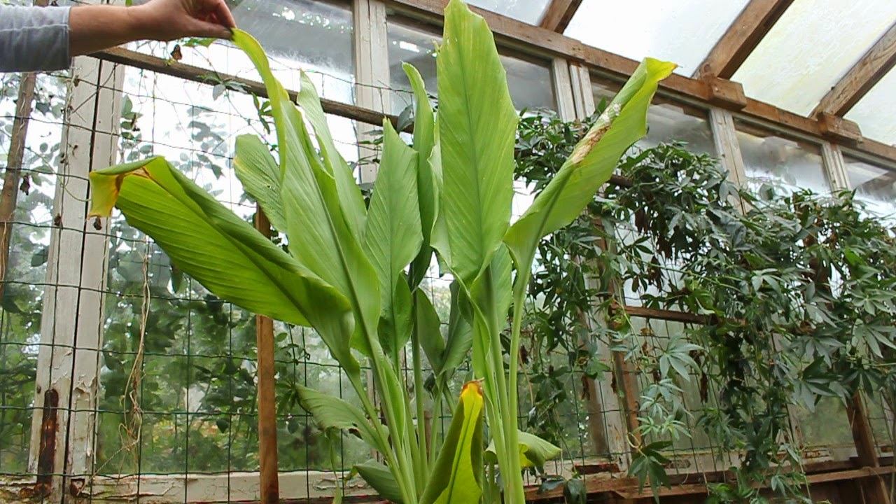 Treating an injured quail Nutritional support for sprains, strains