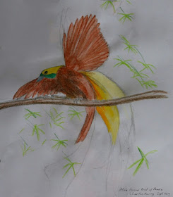 Drawing of Lesser Bird of Paradise