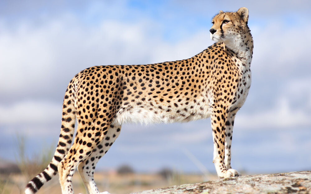Cheetah fastest wild big cat, Cheetahs lifespan, facts and speed