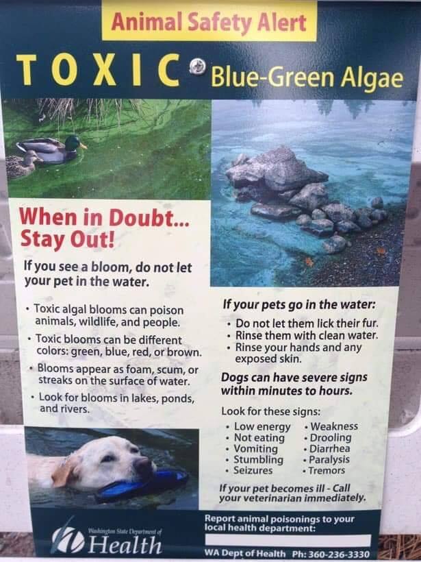 A View from the Beach Dog Killing Algae Blooms in Maryland