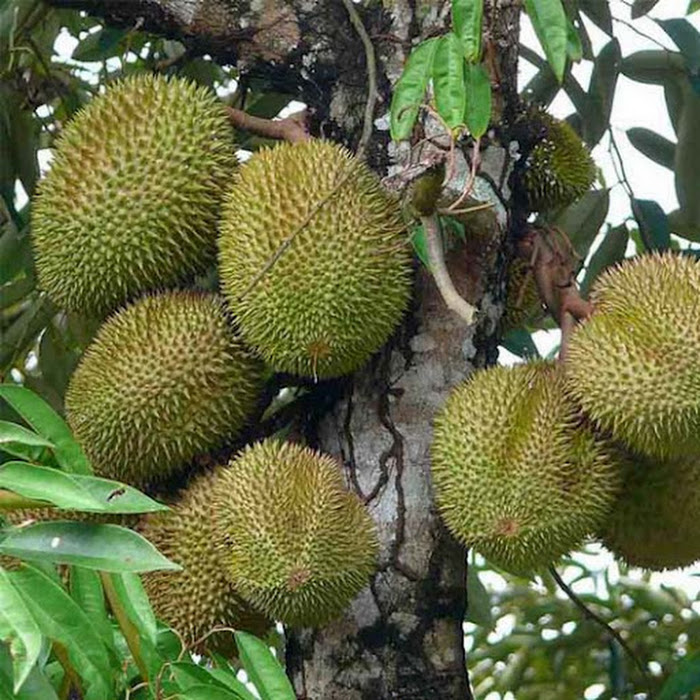 Bibit Durian Musangking