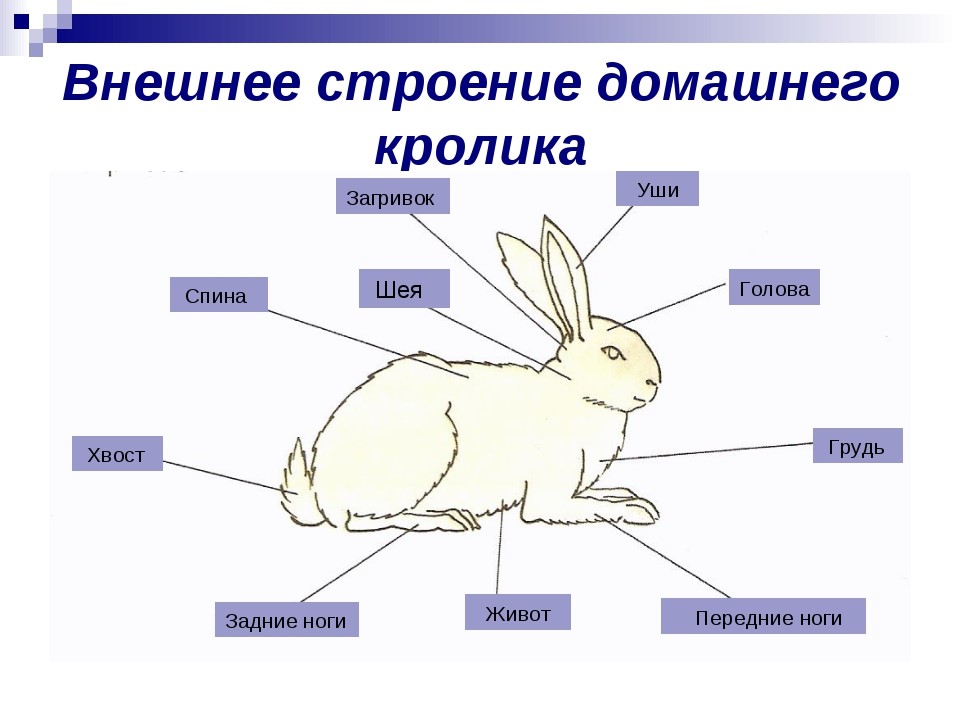 Части тела животных. Внешнее строение кролика. Внешнее строение млекопитающих кролик. Тело строение кролика и зайца. Внешнее строение кролика биология 7 класс.