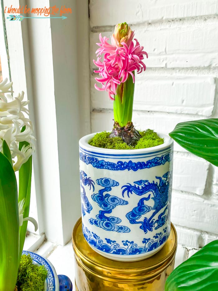 DIY Potted Hyacinth Bulbs i should be mopping the floor