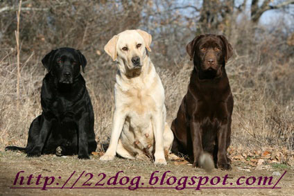 Labrador Retriever