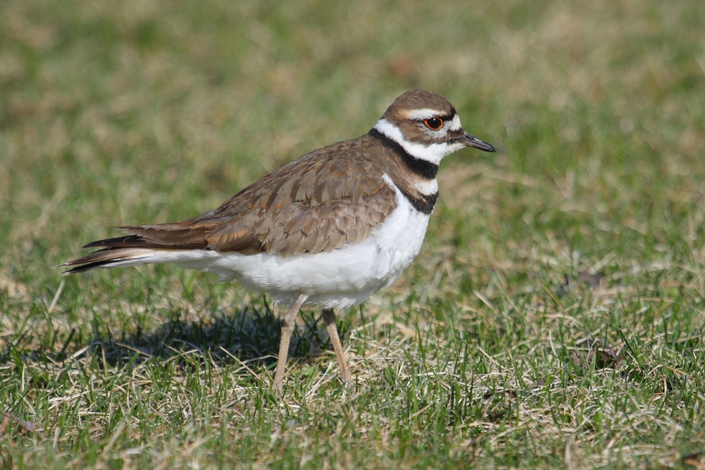 KILLDEER