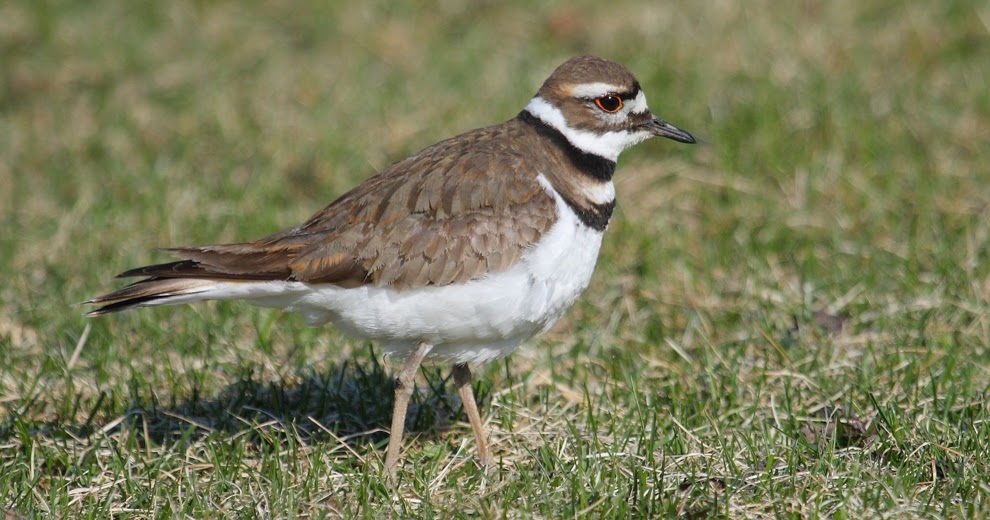 killdeer