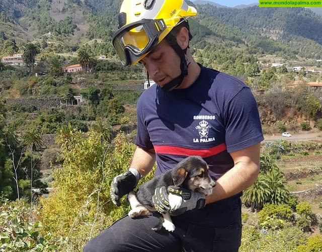 Los Bomberos de La Palma rescataron ayer un perrito en Santa Cruz de La Palma