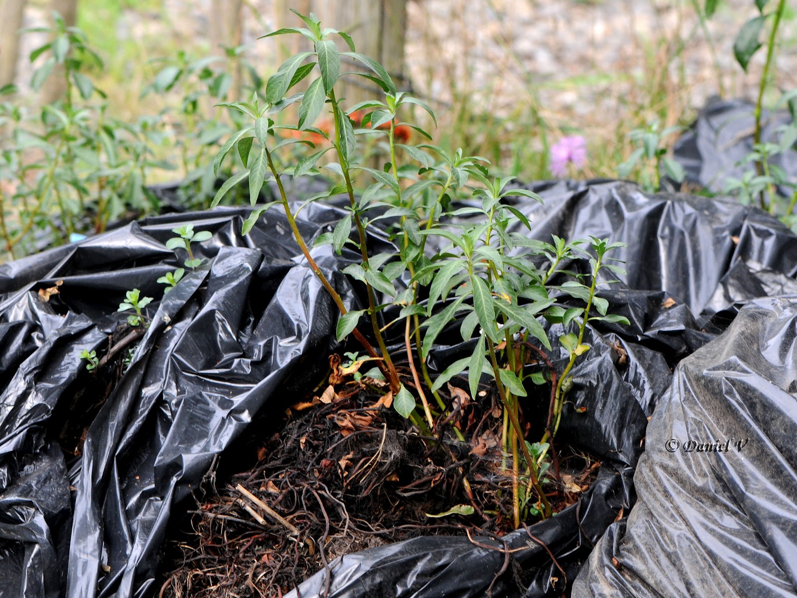 Macrophoto plaisir passion La Jussie rampante, Ludwigia peploides