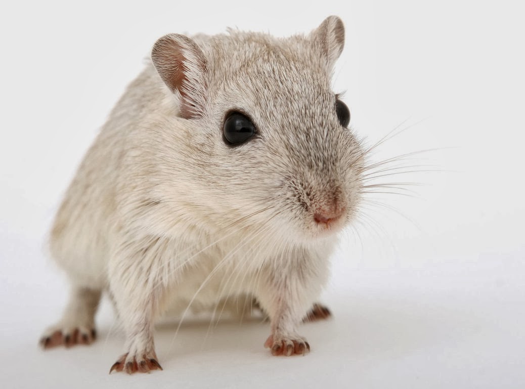 What Colour Is Mousy