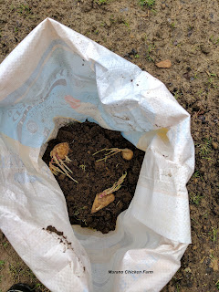 Ways to reuse empty feed sacks: use as potato grow bags