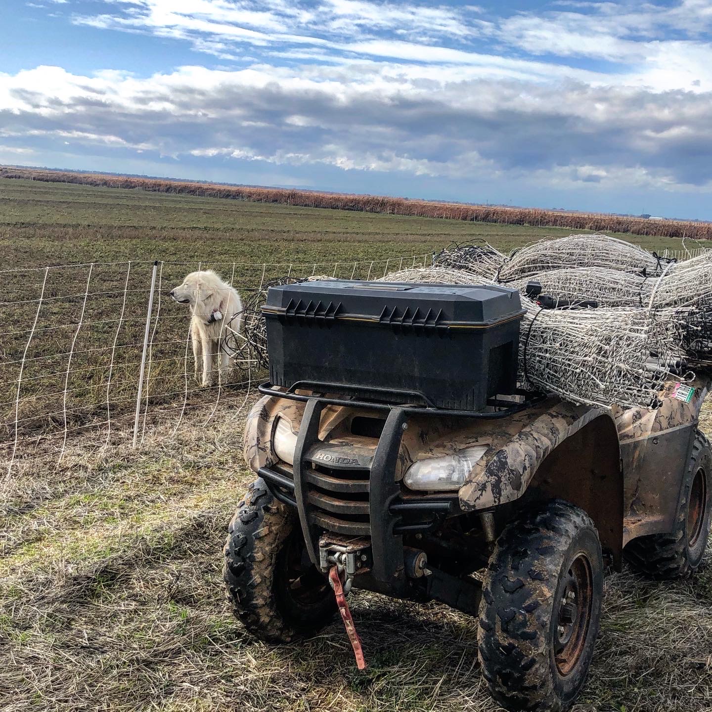 Foothill Agrarian Grazing Alfalfa