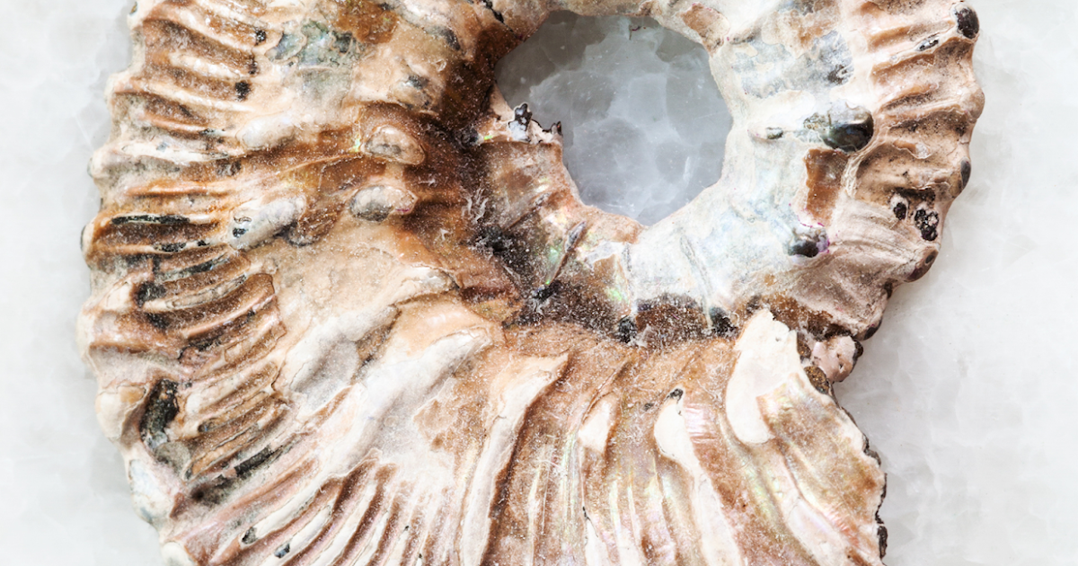 FOSSIL HUNTRESS FOSSIL PRESERVATION REPLACEMENT