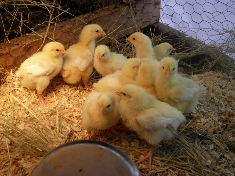 Simply Self Sufficiency Meat Birds 2012