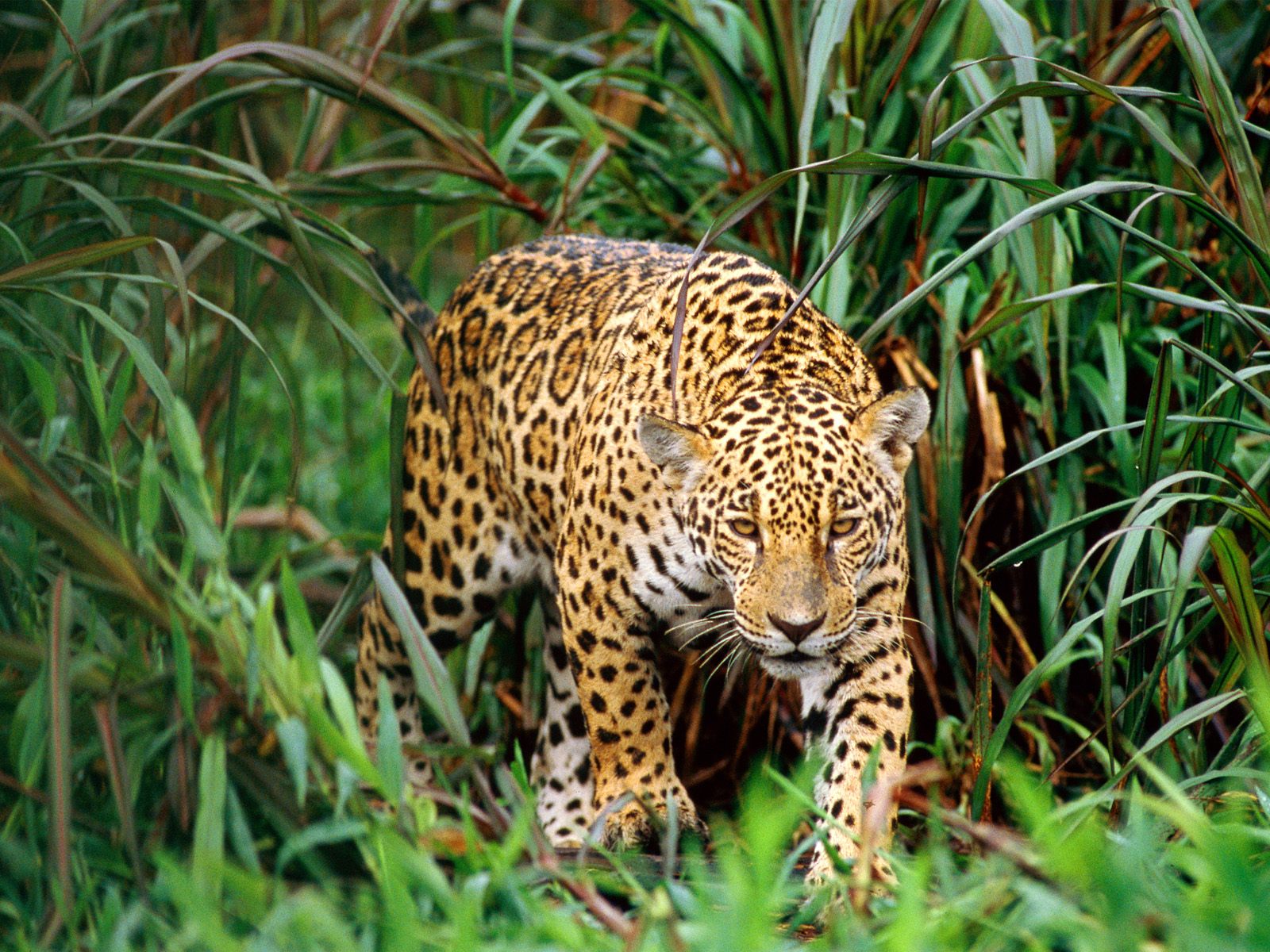 leopard-the-biggest-animals-kingdom