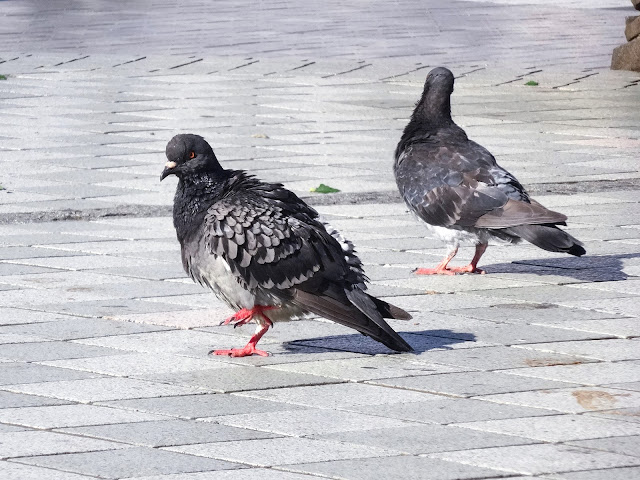 鳩,鳥,新宿駅東口〈著作権フリー無料画像〉Free Stock Photos 