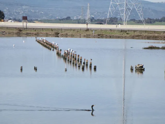 Bird watching Bay Area: swimming cormorant