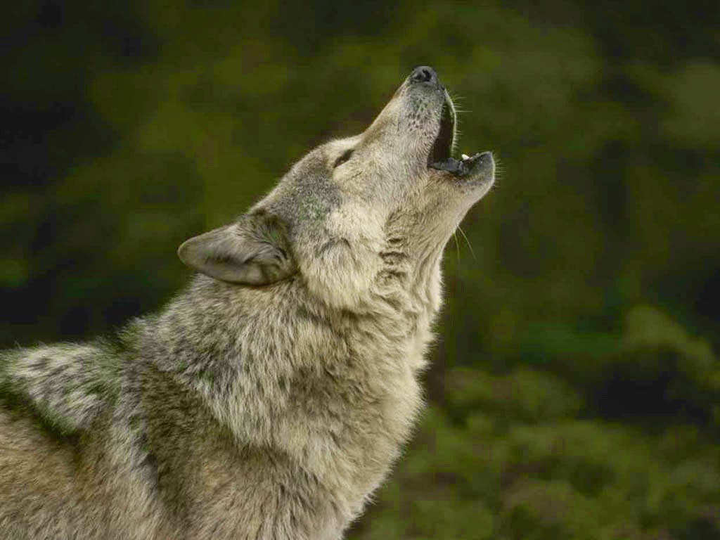 A wolf howling.