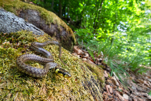 Zamenis longissimus - Aesculapian Snake, juvenile