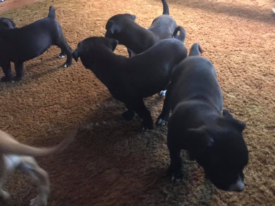 Adopt 8 Weeks Old LabGreyhoundPit Mix Puppies