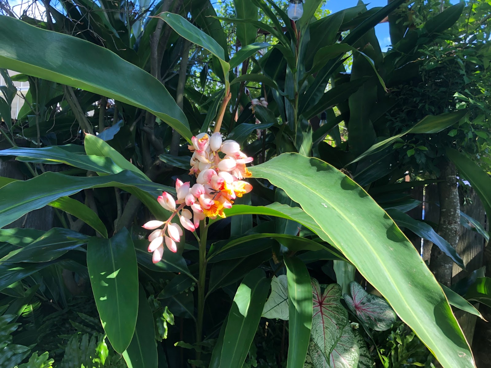 The Uptown Acorn FlowersGinger Blooms