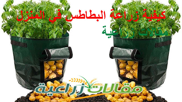كيفية زراعة البطاطس في المنزل - مقالات زراعية
